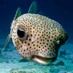 Porcupine Pufferfish : UnderwaterAsia.info