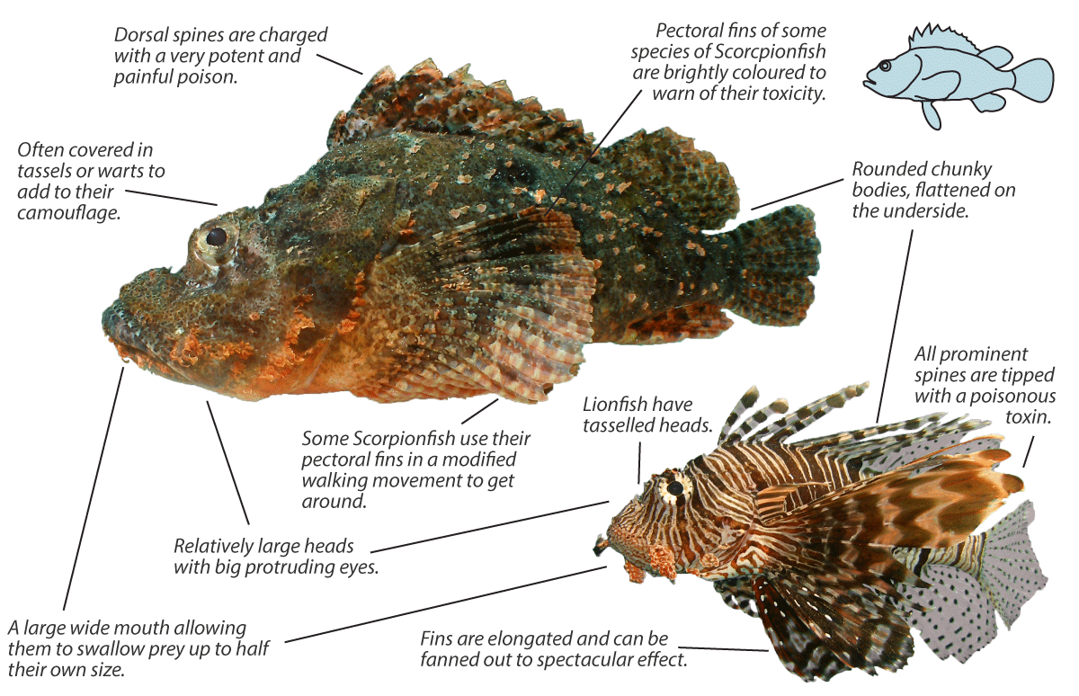 stonefish spines