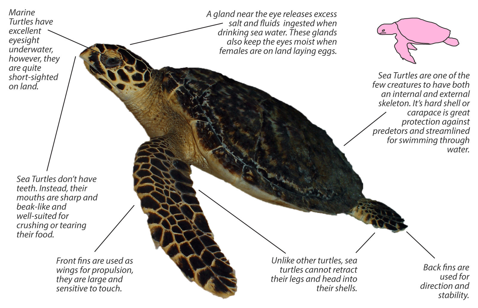 Sea Turtles Cheloniidae Underwater Asia