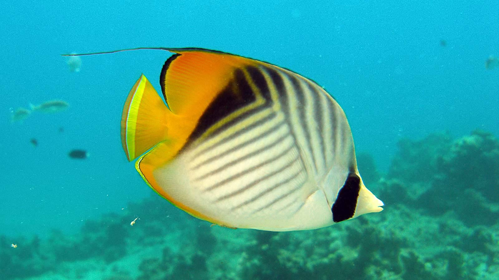 Butterflyfish Chaetodontidae Underwater Asia