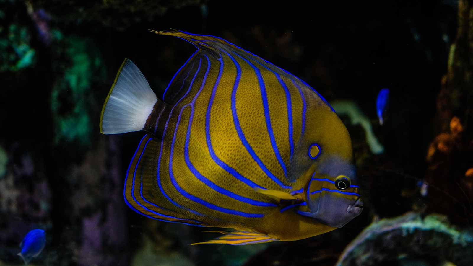 Yellow, black, and blue pet fish, Blue ring angelfish Pomacanthidae,  Angelfish, animals, angelfish png | PNGEgg