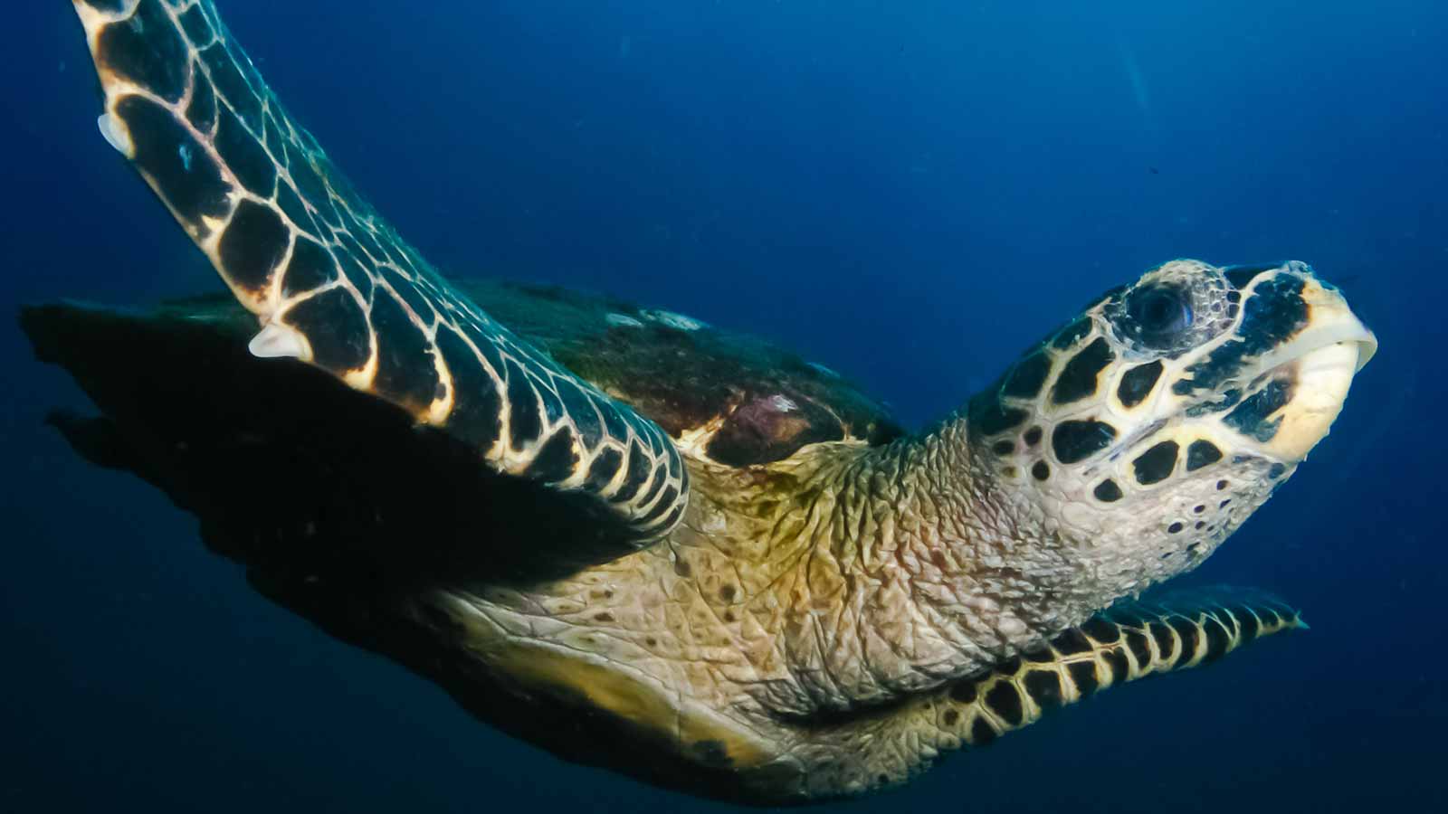 Sea Turtles - Cheloniidae | Underwater Asia