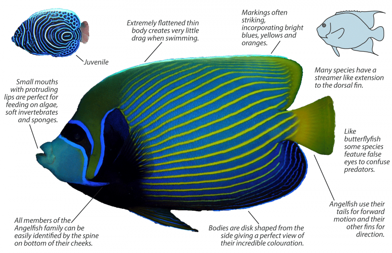 Angelfish - Pomacanthidae | Underwater Asia