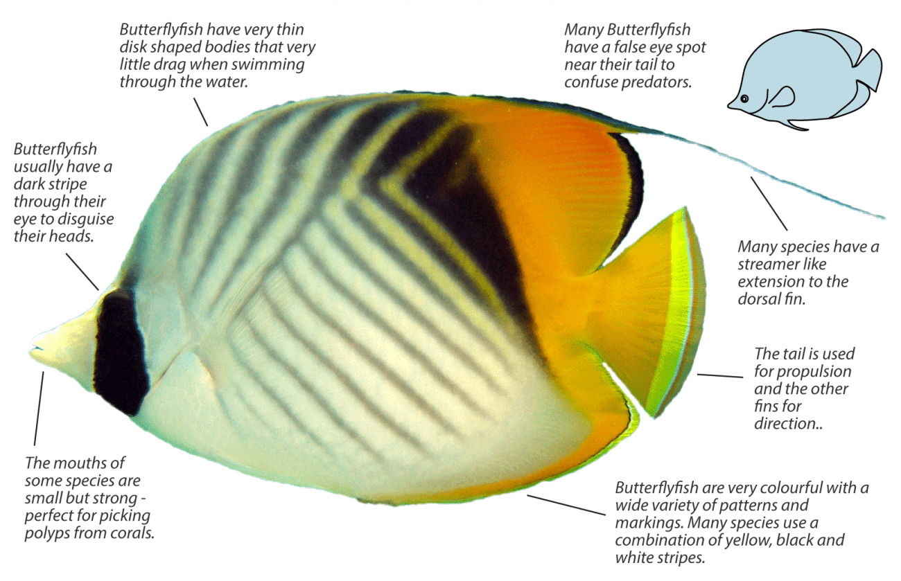 Butterflyfish - Chaetodontidae | Underwater Asia