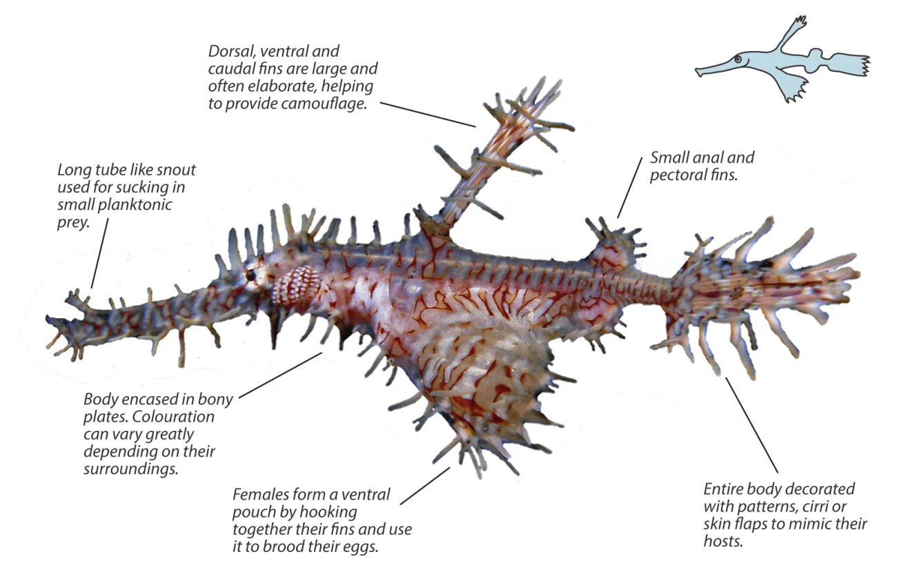 Ghost Pipefish - Solenostomidae | Underwater Asia