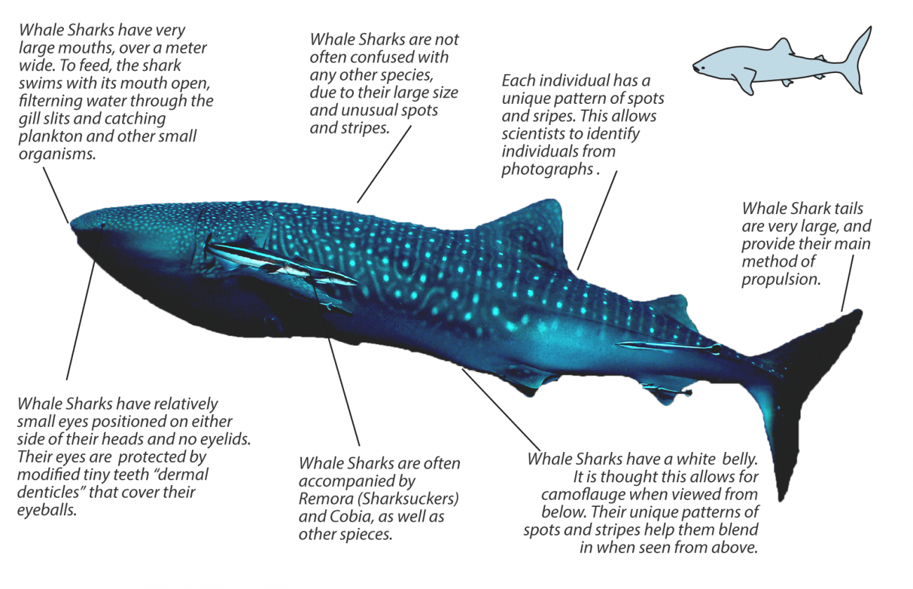 whale shark size