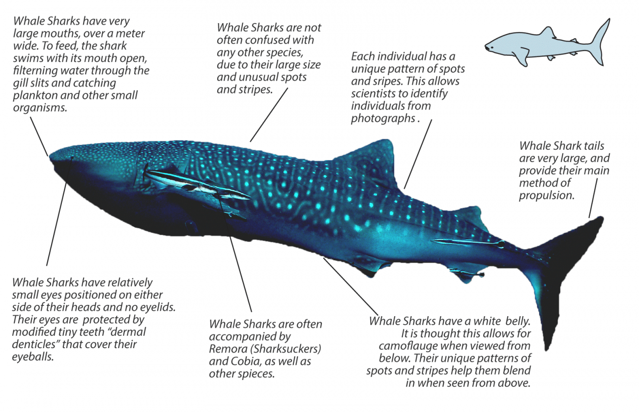 Whale Shark facts | Underwater Asia