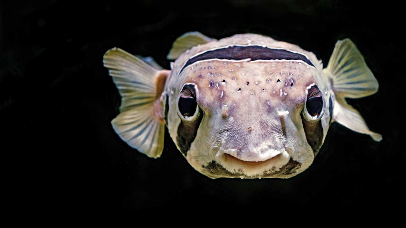 Batfish - Ephippidae | Underwater Asia