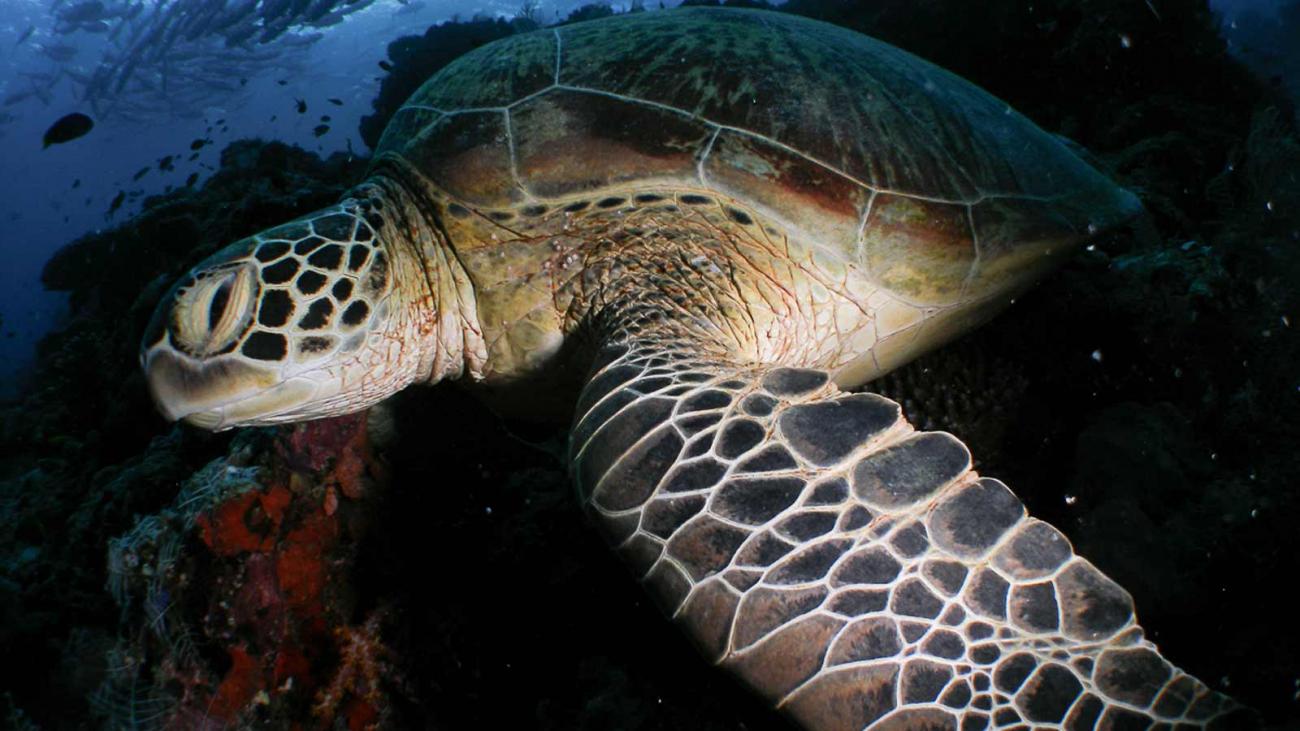 Sea Turtles - Cheloniidae | Underwater Asia