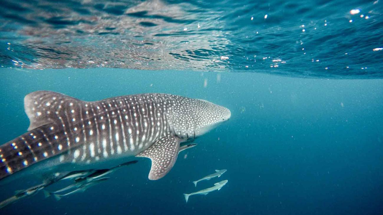 Whale Shark Facts Underwater Asia whale-shark-facts-underwater-asia