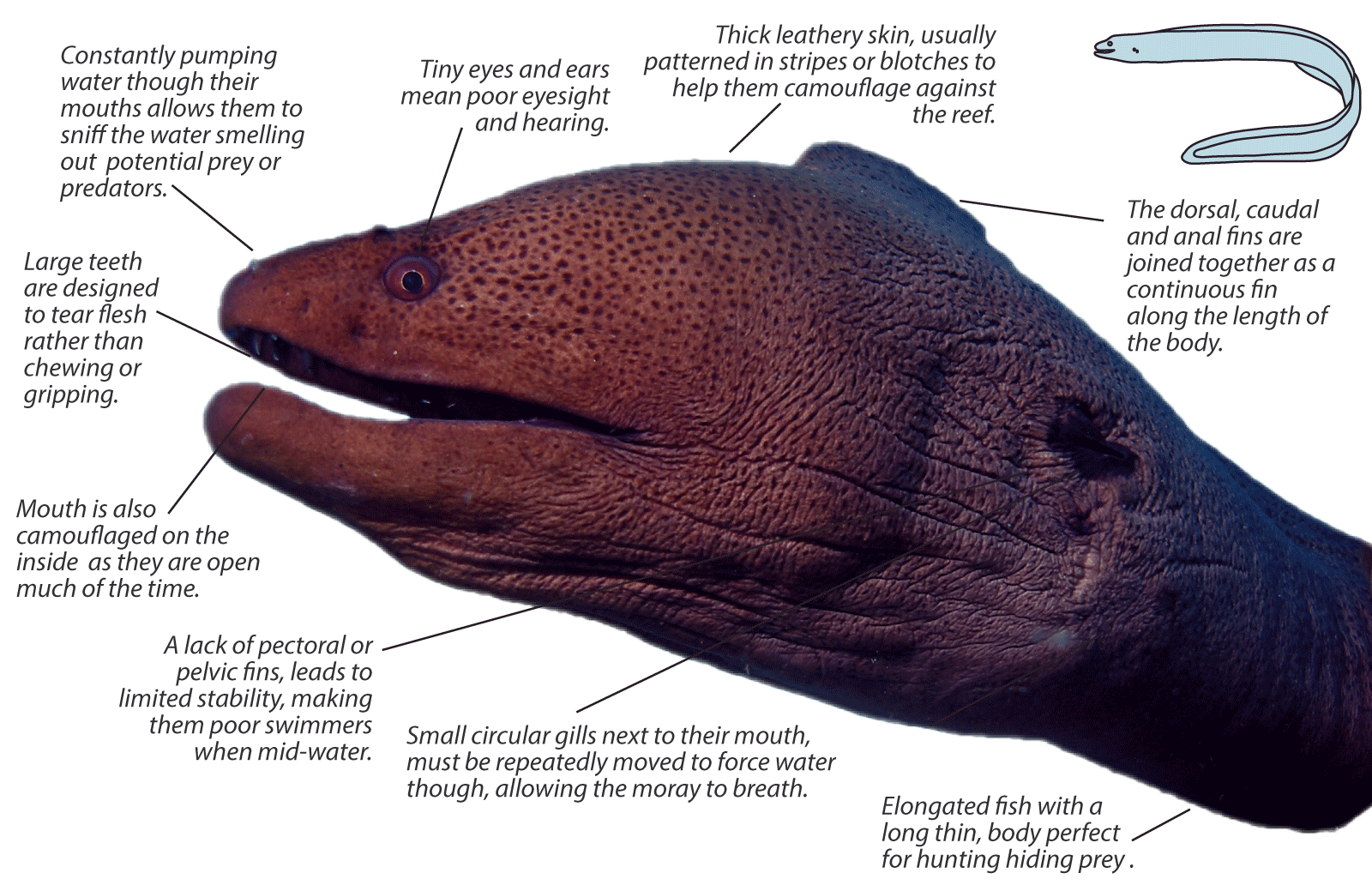 Moray Eel - Muraenidae | Underwater Asia