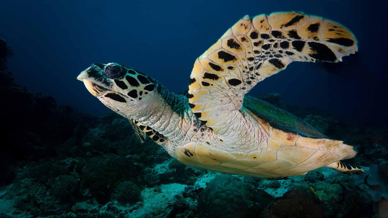 Sea Turtles - Cheloniidae | Underwater Asia