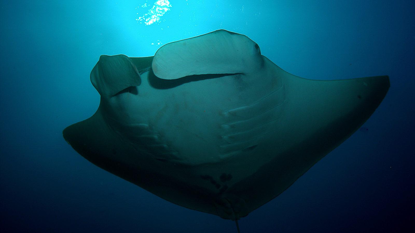 Batfish Ray Batfish - Ephippidae | Underwater Asia