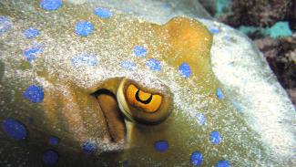 cheap diving Vietnam