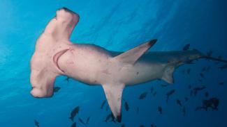 Scalloped Hammerhead Sharks visit Layang Layang in Malaysia from March to May