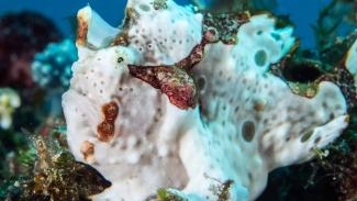 underwater photography Bohol