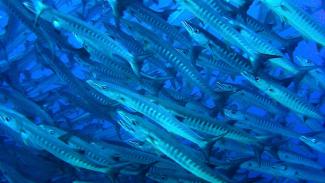 Tubbataha diving offers sharks and manta rays