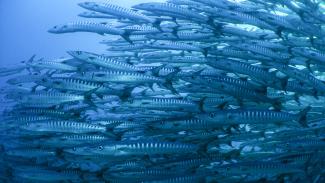 Schooling together is a survival strategy