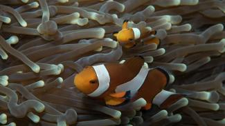 diving Togians Indonesia