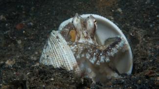 underwater photography Lembeh