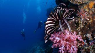 diving Puerto Galera Philippines