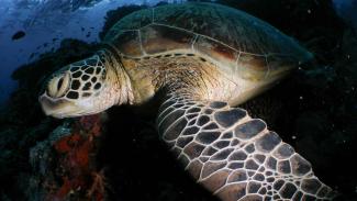underwater photography sipadan