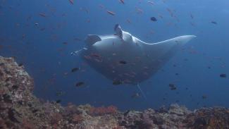 Manta Rays and Sharks frequent the waters of Komodo National Park