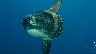 Mola Mola can be seen in the waters off Bali and Alor in Indonesia