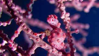 underwater photography wakatobi