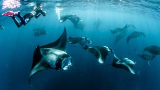 Large aggregations of Manta Rays gather in Sangalaki to feed