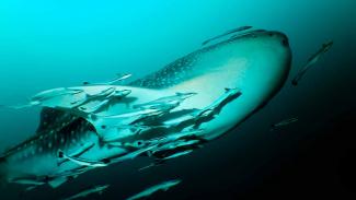 Sogod Bay in the Philippines is an excellent spot to swim with Whale Sharks