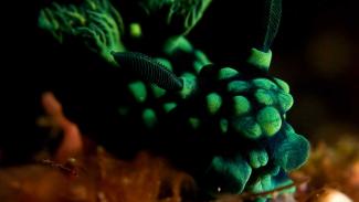 Mabul island diving is superb for macro photography