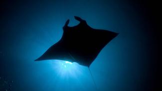 Tubbataha liveaboard diving, Southeast Asia