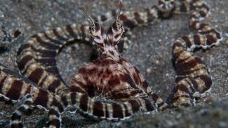 lembeh strait is the most famous muck diving destination