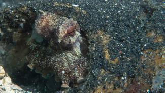 Dauin, near DUmaguata in the Philippines has superb muck-diving and photography opportunities