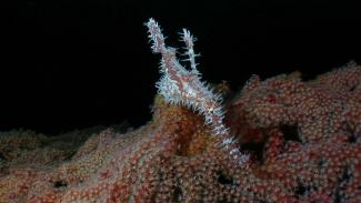 Ambon has some of the best muck diving in Indonesia