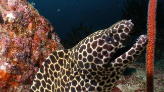 Moray eel identification