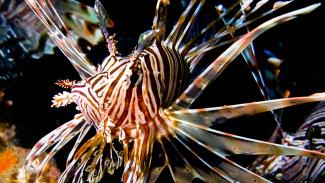 scorpion fish vs lion fish