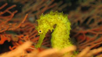Seahorses need conservation