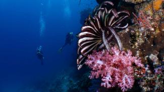 Our recommendations for learning how to dive in Asia