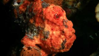 Frogfish identification