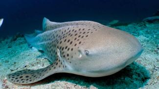 Diving at phuket