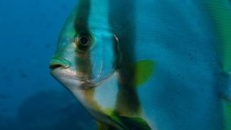 Diving Togian Islands Indonesia