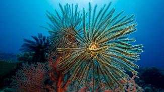 The offshore reefs in Tufi are great for scuba diving