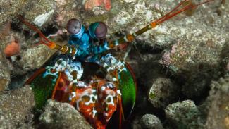 Diving MIlne Bay