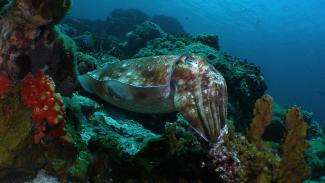 Colourful scuba diving close to Kota Kinabalu