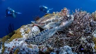 Cebu diving is varied and exciting