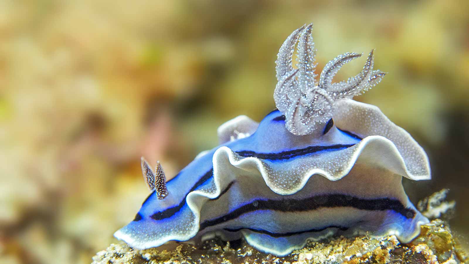 Alor diving guide | Underwater Asia